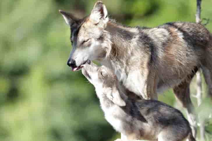 Le gouvernement vise 500 loups d'ici 2023