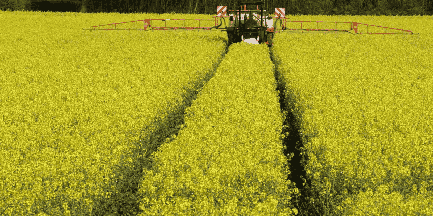 colza agriculture
