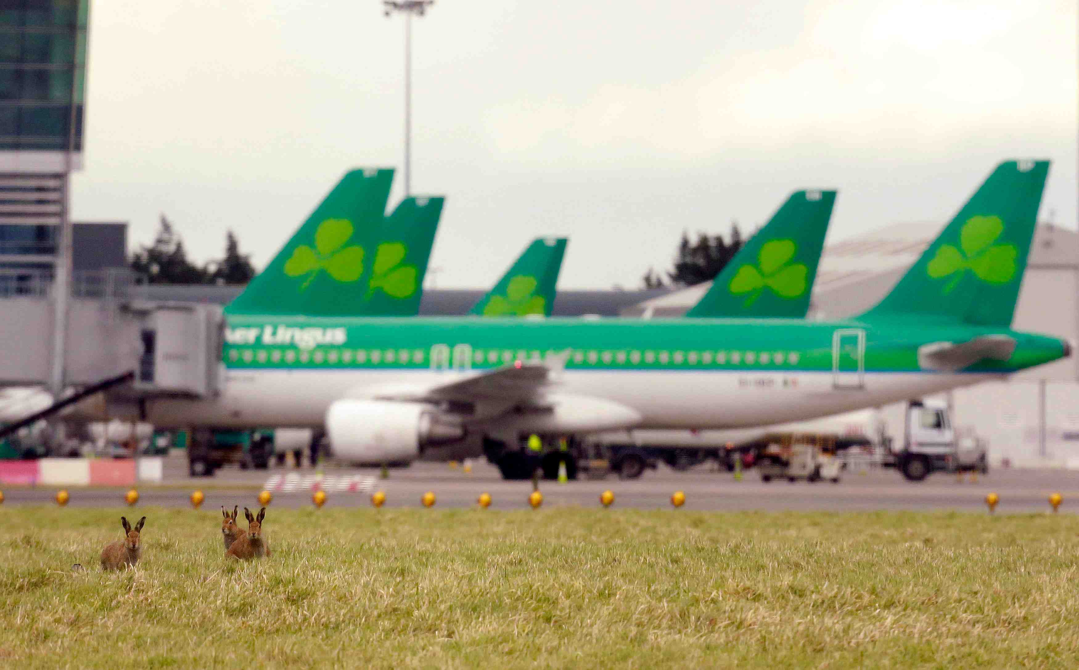 Aer lingus livre un resultat en hausse de 18%