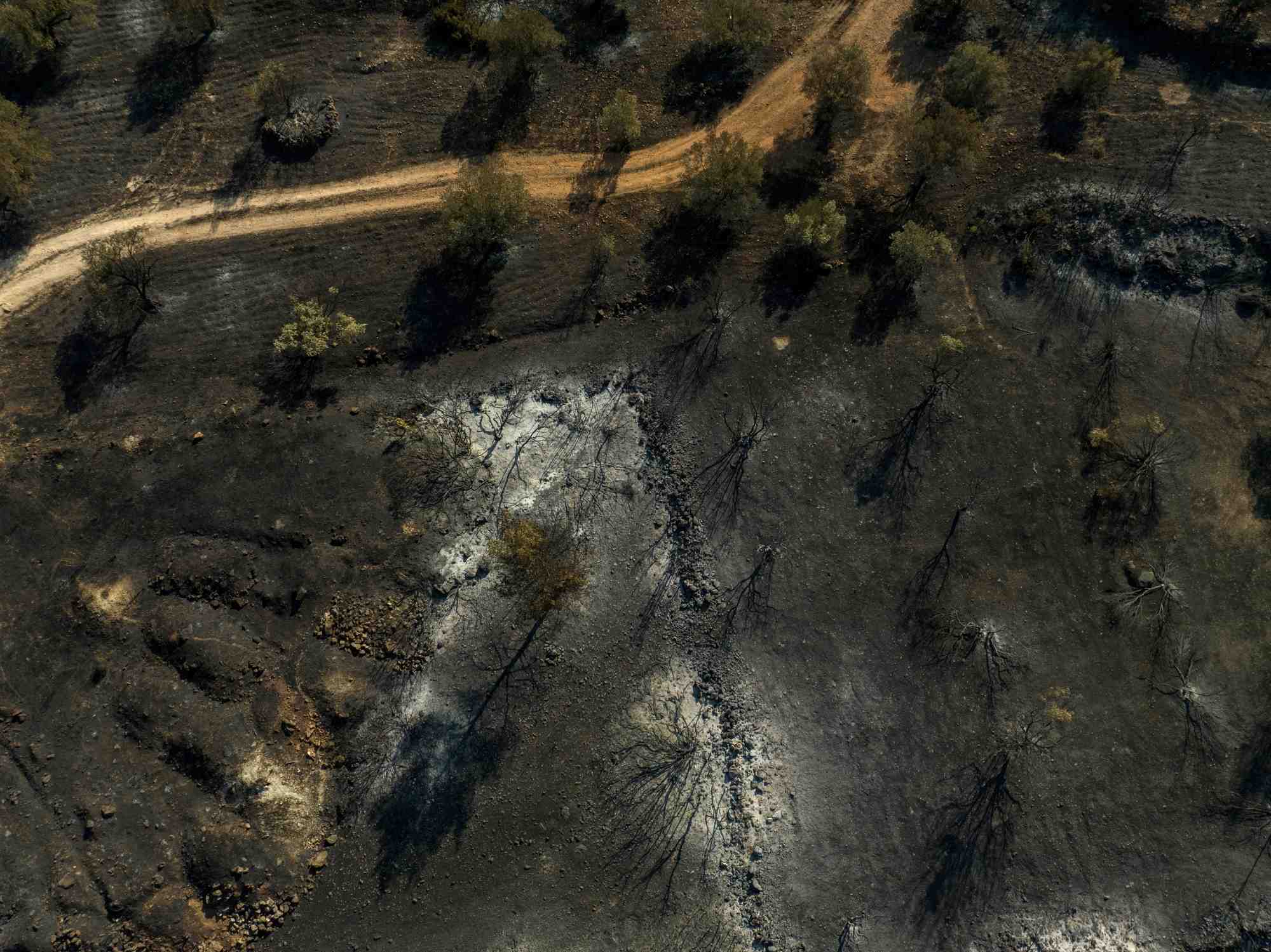Photo des consequences d'un incendie de foret pres d'athenes