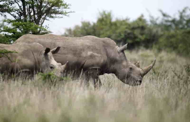 Des rhinoceros noirs reintroduits au tchad