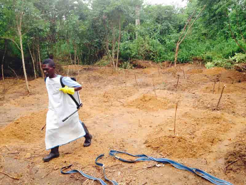 L'OMS déclare l'épidémie de fièvre Ebola urgence mondiale