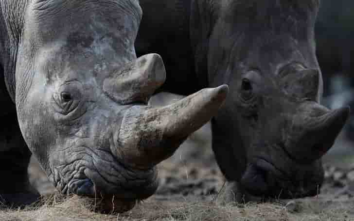 Un rhinoceros abattu a thoiry, sa corne sciee