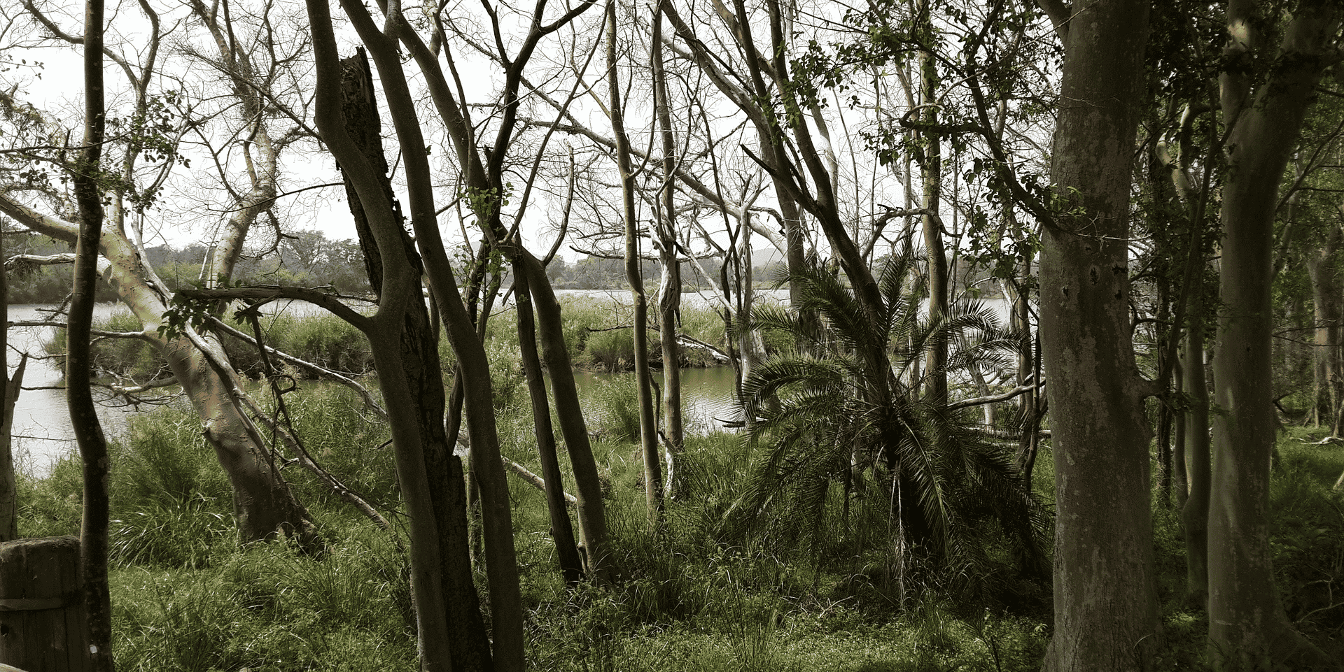 Bois forêt énergie
