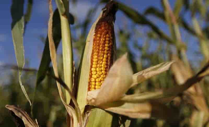 La france veut renforcer son moratoire sur le mais ogm