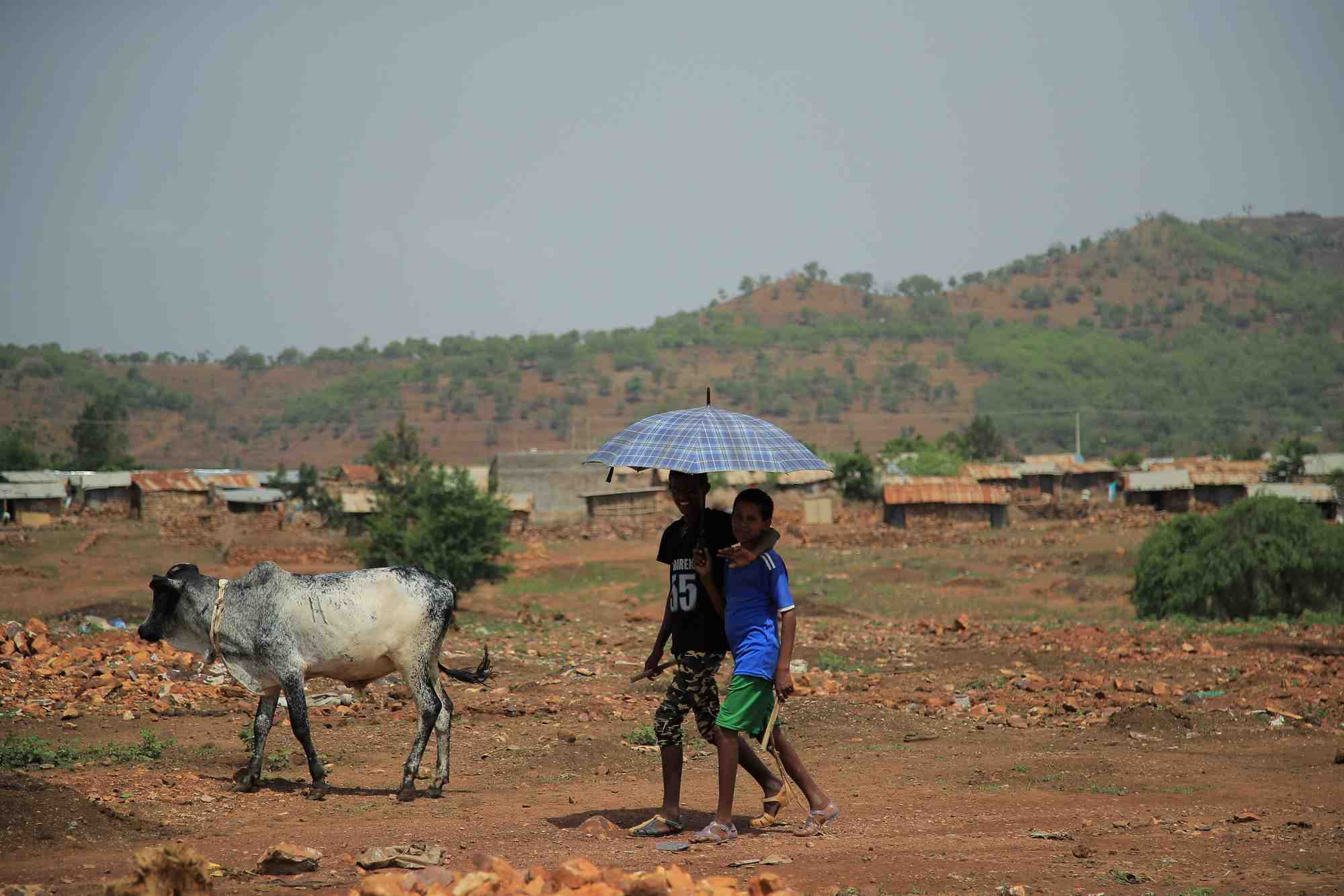 Des ong accusent les forces regionales ethiopiennes de nettoyage ethnique au tigre