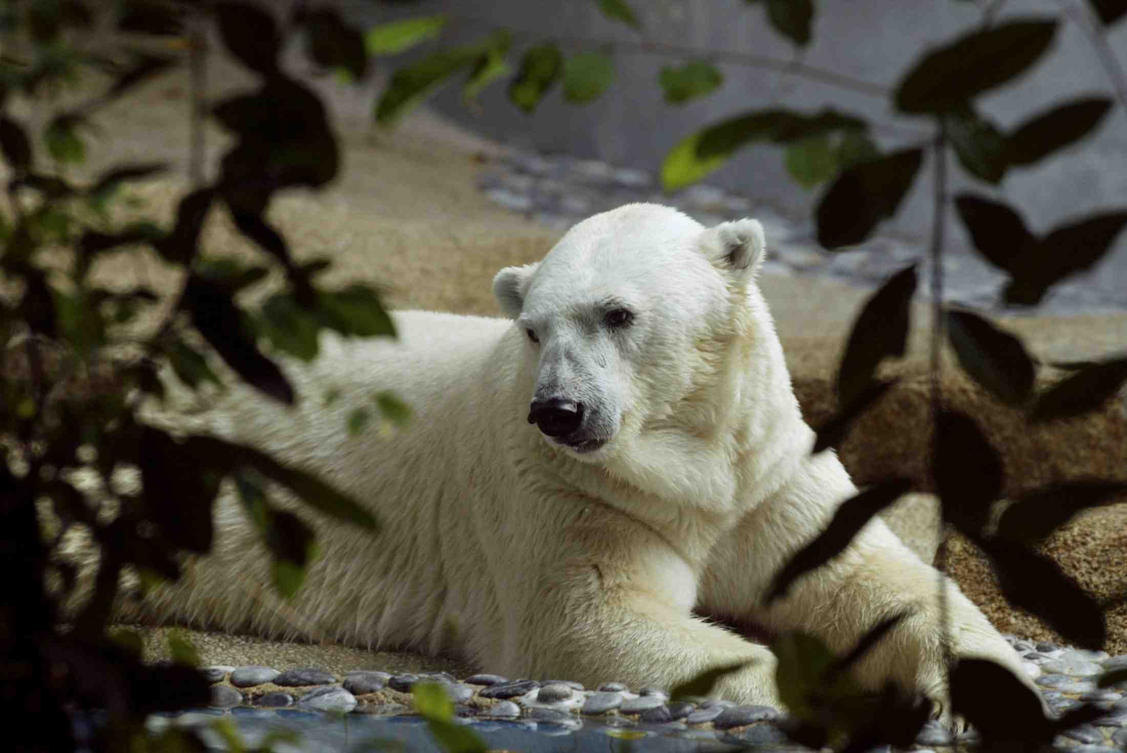 Deces d'inuka, premier ours polaire ne sous les tropiques