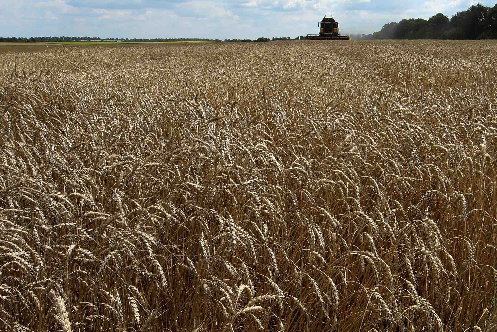 Cereales: l'ukraine s'attend a accueillir un premier navire vendredi, selon officiel