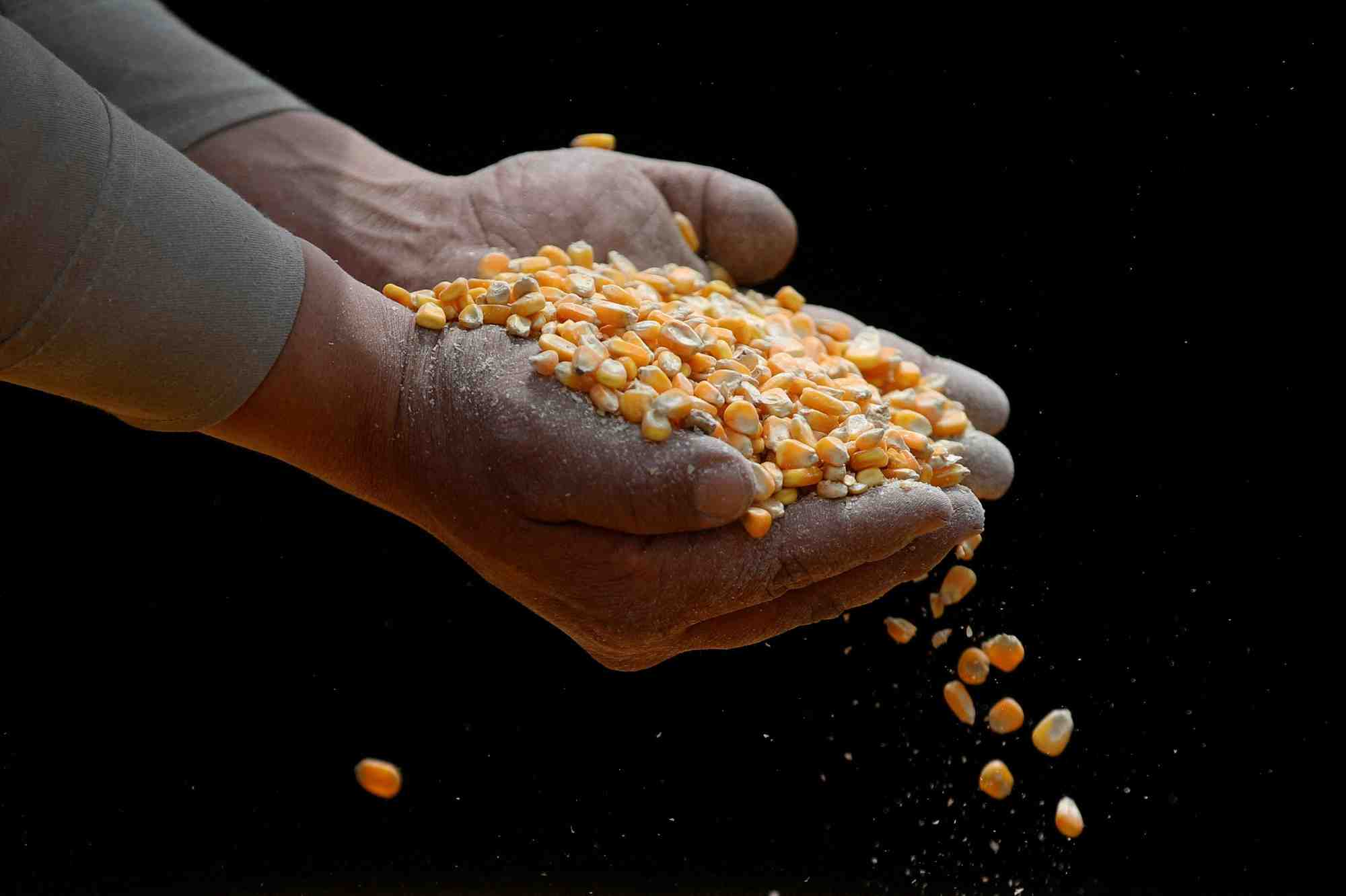 Un ouvrier inspecte du mais ogm