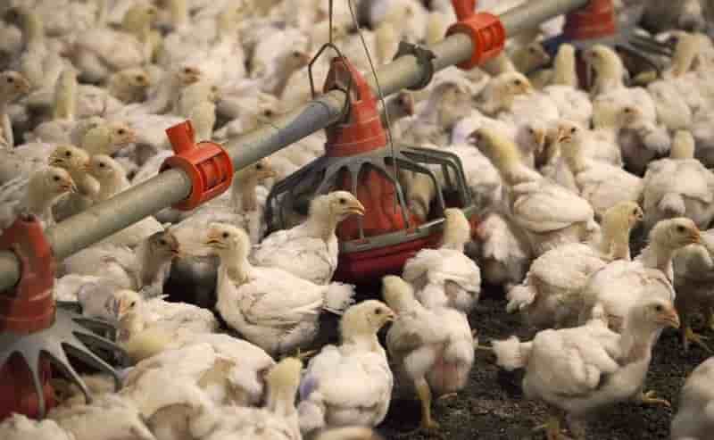 Un cas "hautement pathogène" de grippe aviaire aux Pays-Bas