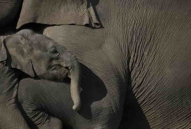 Etats-unis et chine veulent lutter contre le trafic d'animaux sauvages