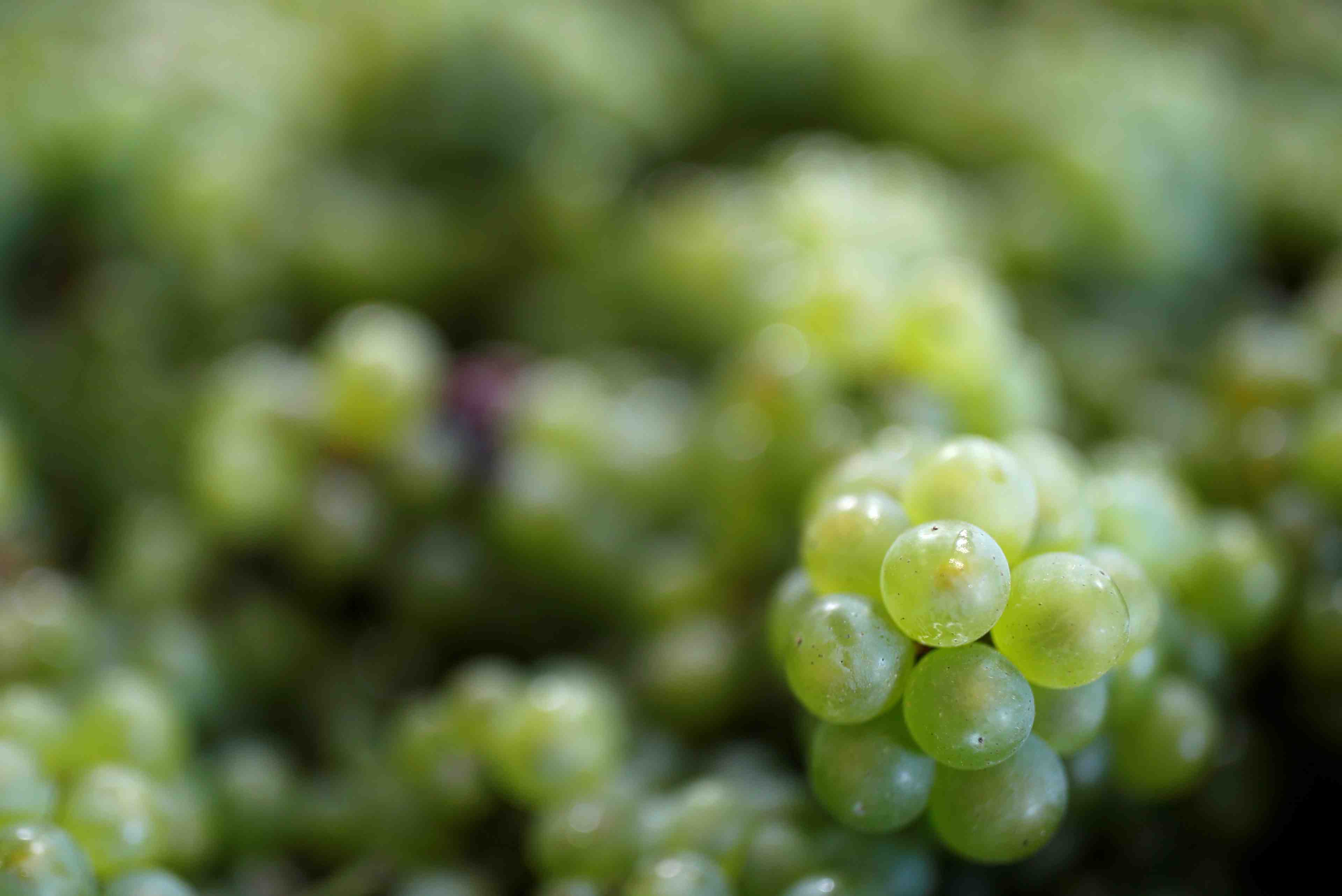 Champagne: sous pression avec le coronavirus, les producteurs sabrent la recolte