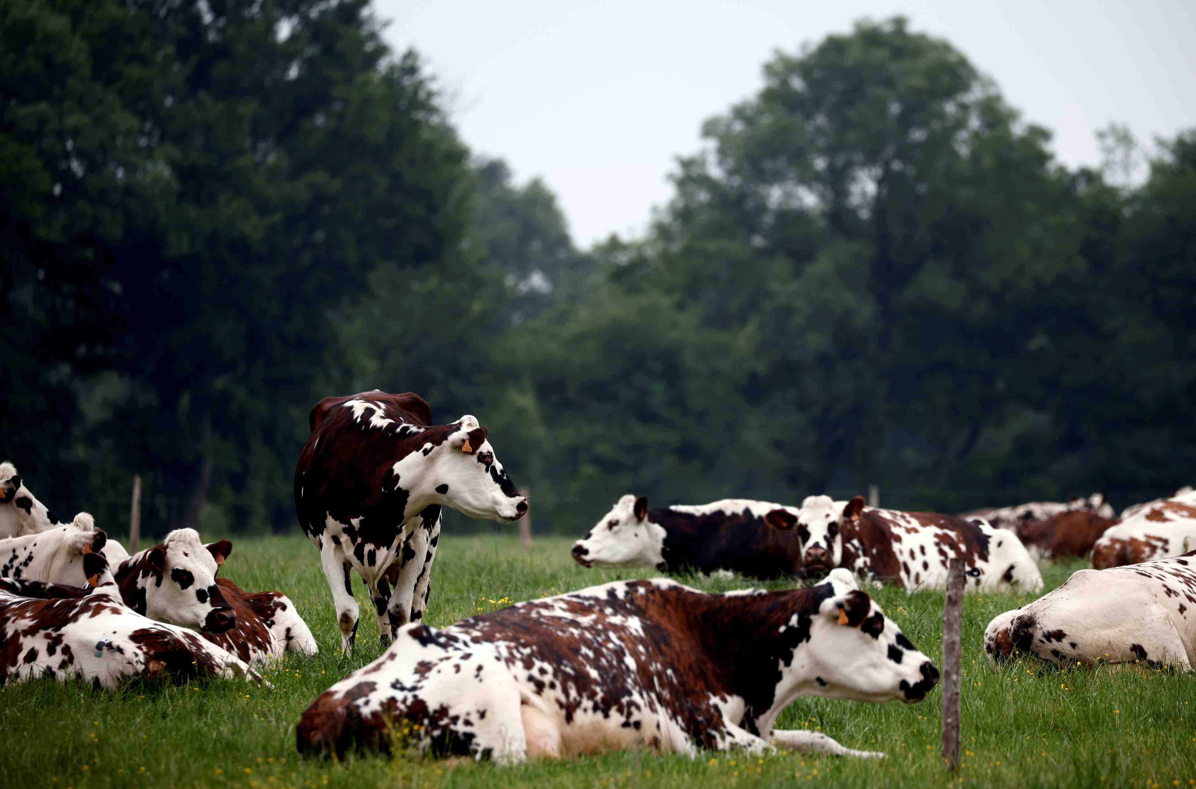 L'union europeenne va tenter une nouvelle fois un compromis sur l'agriculture