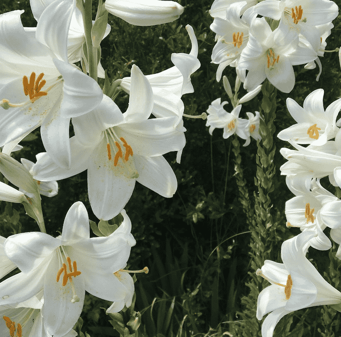 Fleurs d'Exception