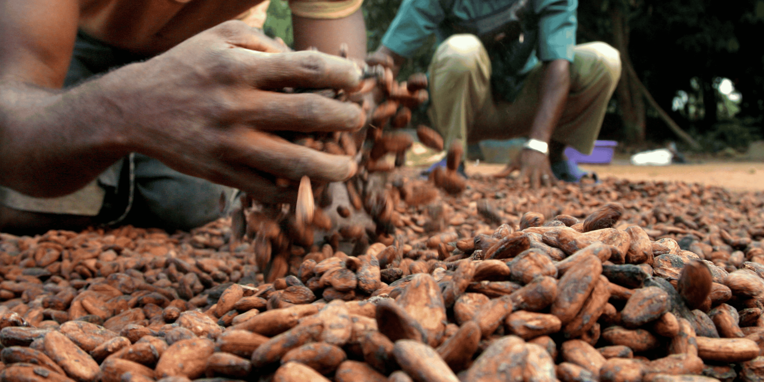 cacao