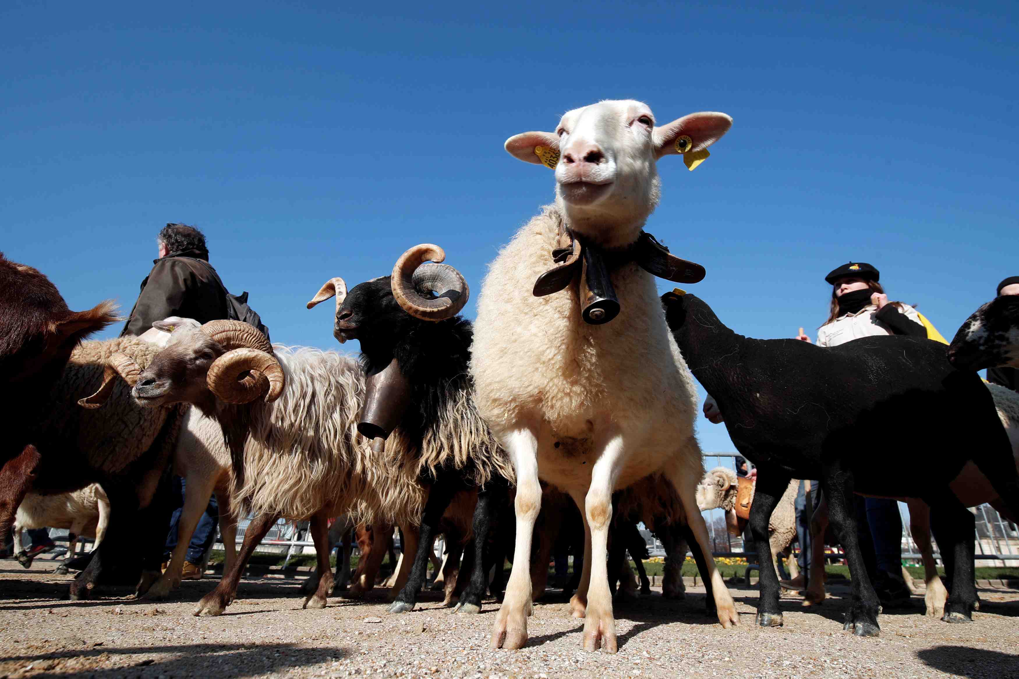Les eleveurs de brebis de pyrenees en colere contre les ours voraces
