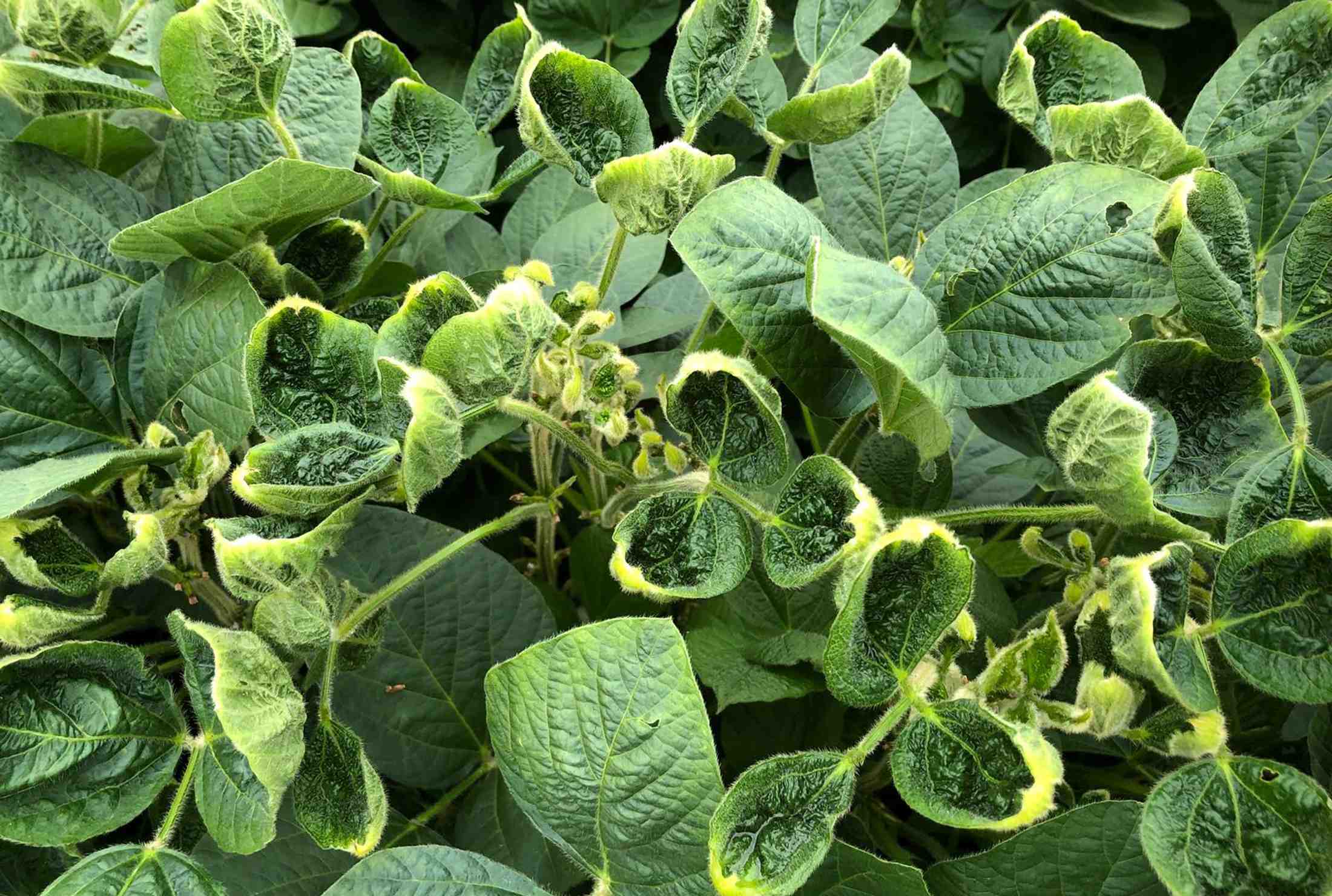 Pressions aux usa pour un encadrement du dicamba, un herbicide de monsanto