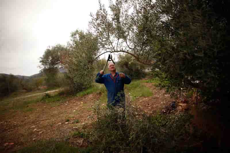 Changements au capital du 1er producteur mondial d'huile d'olive