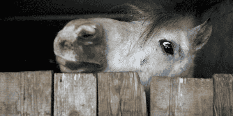 cheval