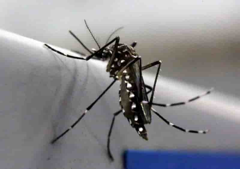 Un premier cas de virus zika aux etats-unis