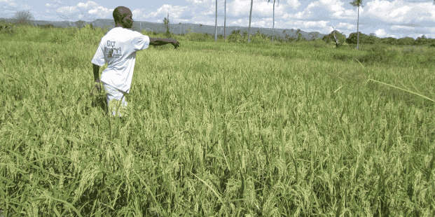 tanzanie fermier agriculture foncier