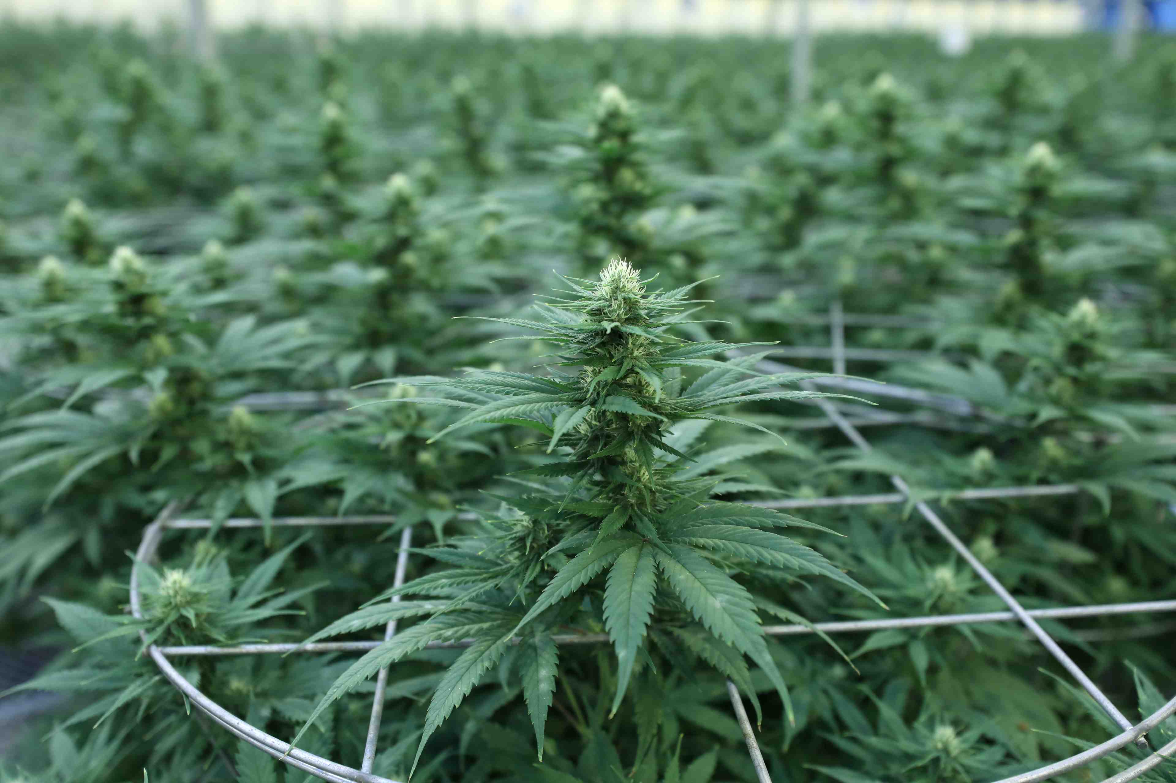 Le benefice d'aphria temoigne de l'engouement pour le cannabis