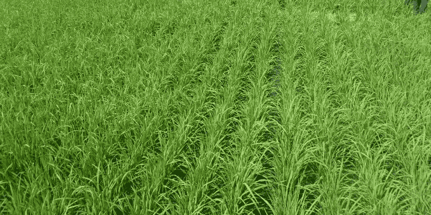 agriculture riz Ghana