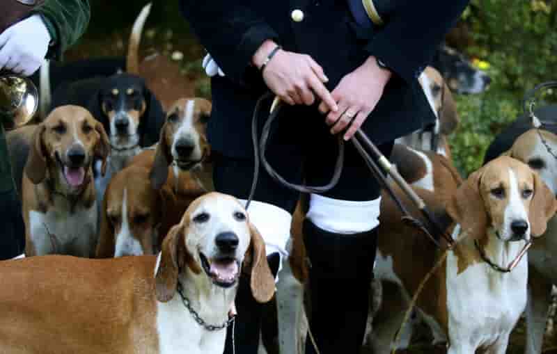 Macron reaffirme son soutien a la chasse a courre declare la fnc
