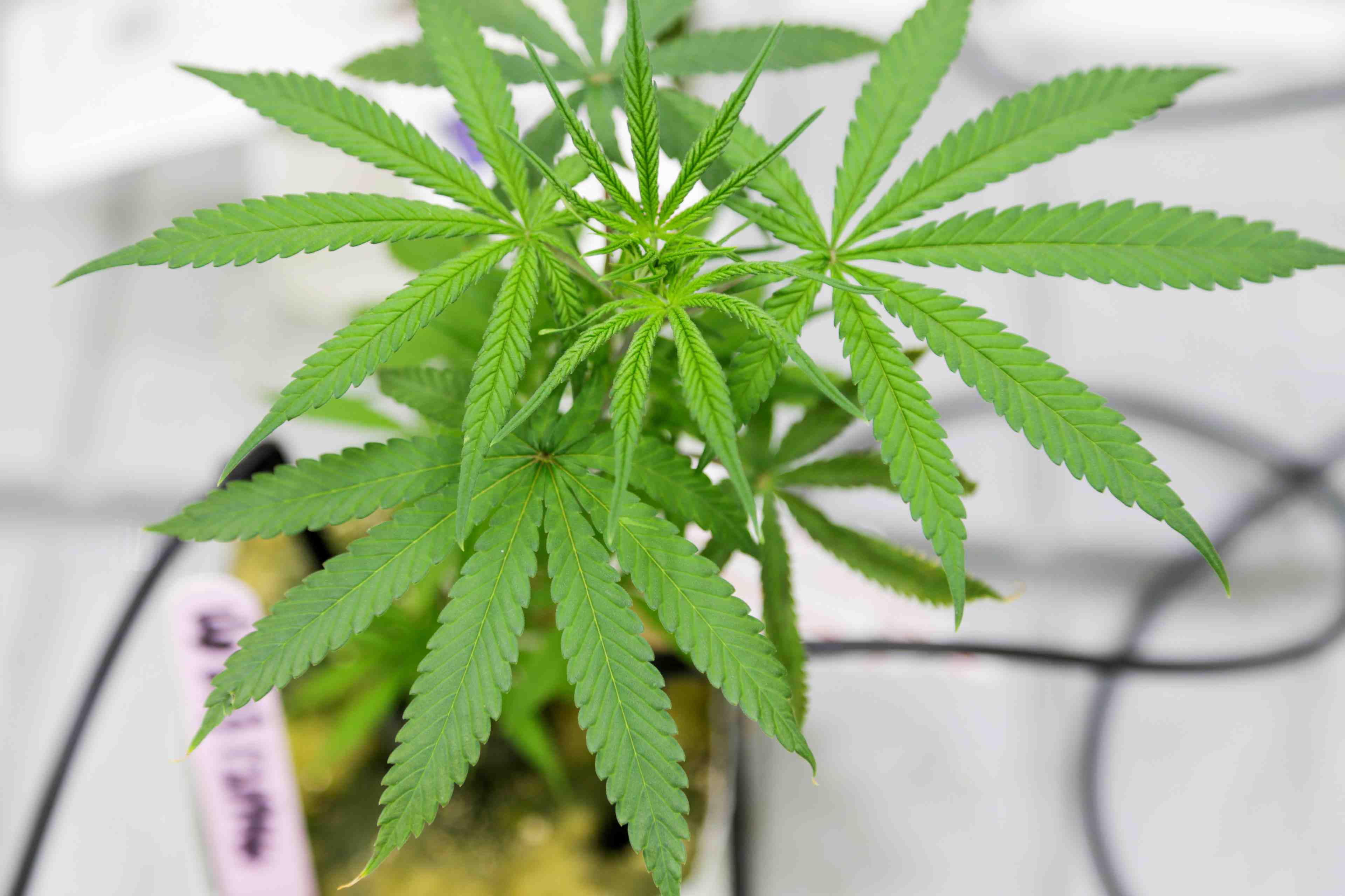 Villeurbanne lance une consultation publique sur le cannabis