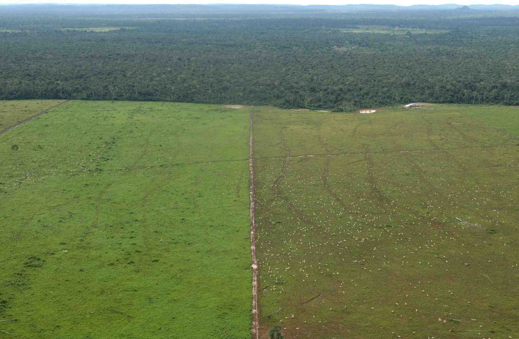 Bresil: la deforestation en amazonie atteint un record au premier semestre 2022