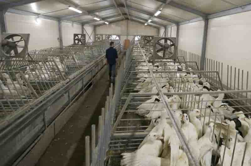 Fin de la zone de restriction face a la grippe aviaire