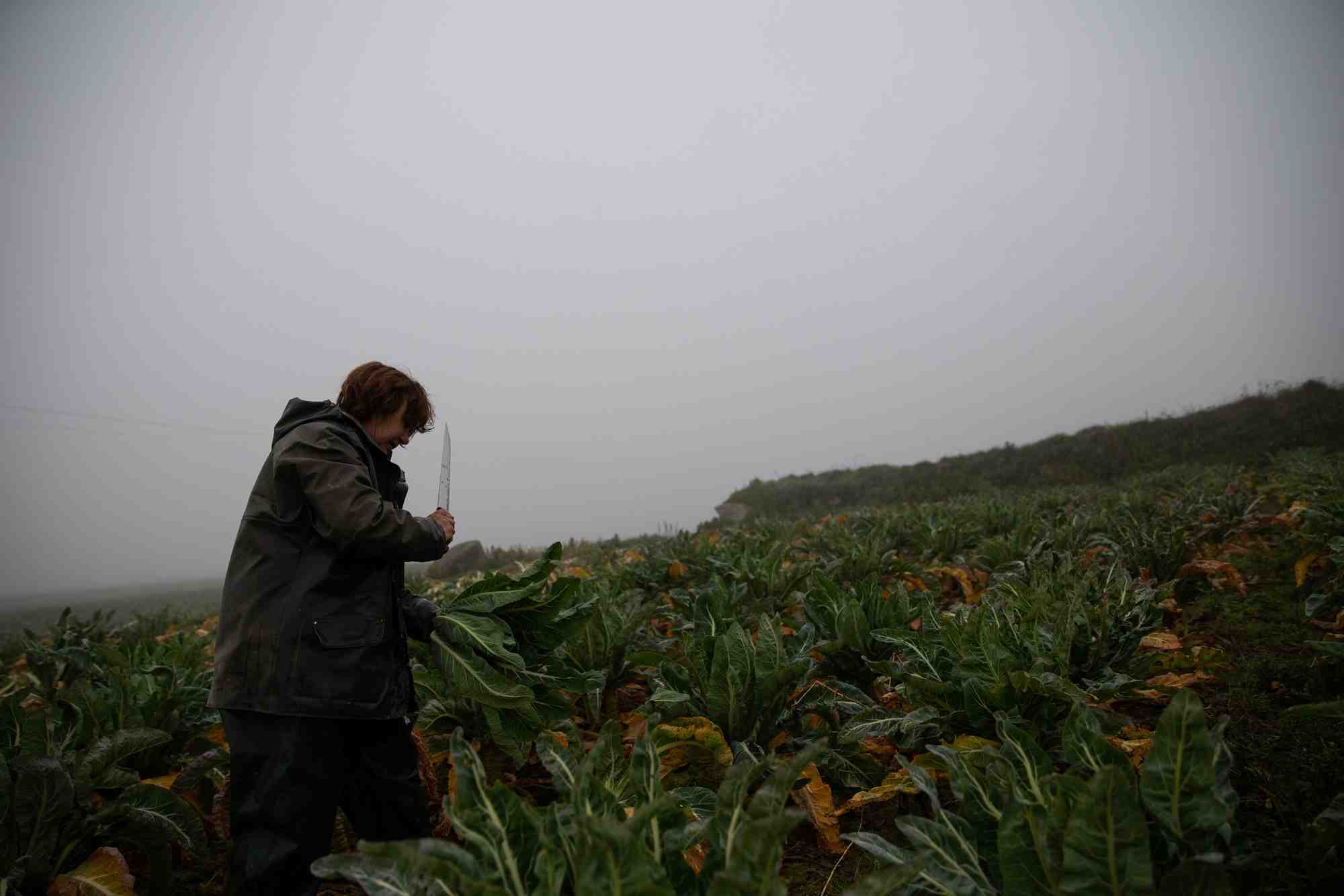 Les revenus et les retraites des agricultrices sont inférieurs à ceux de leurs pairs masculins.