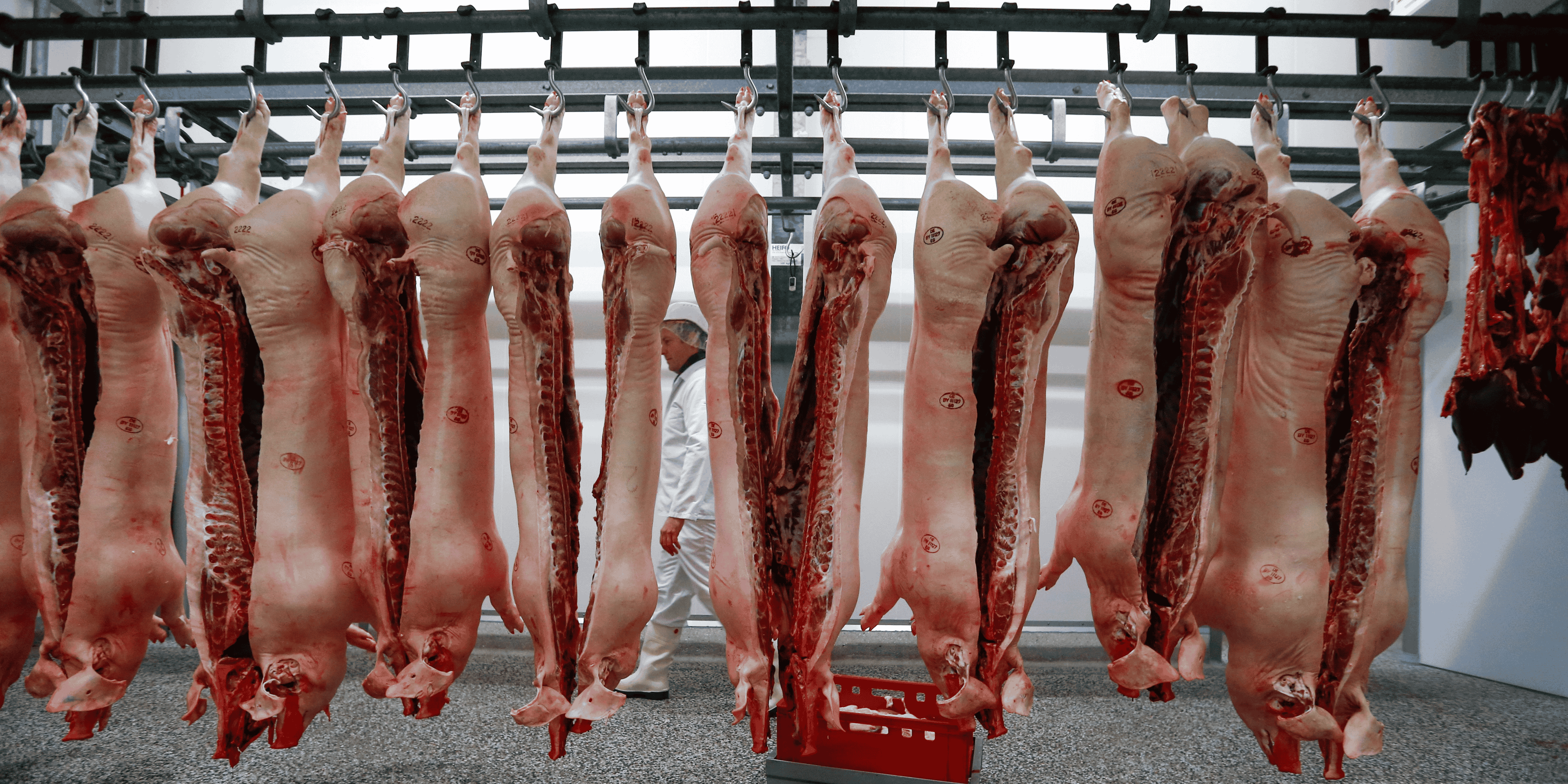 pigs, germany