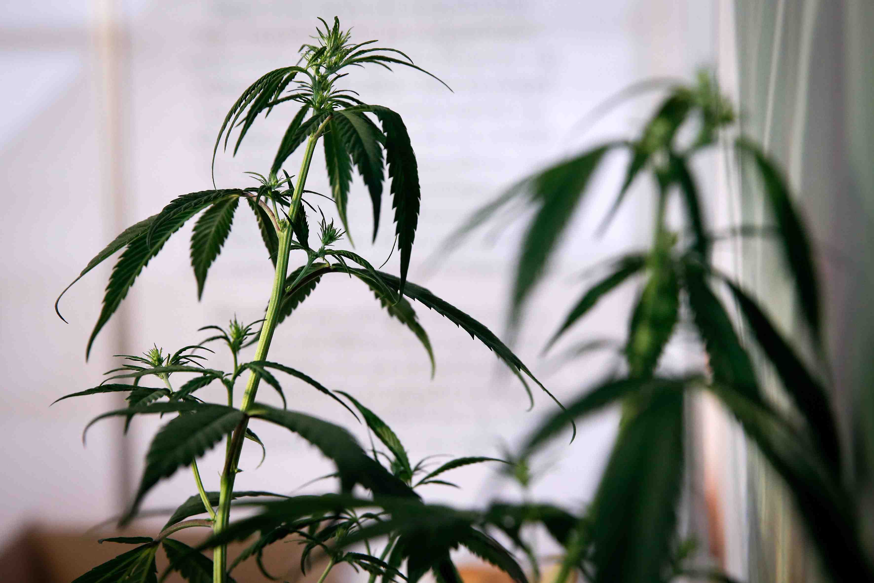 Nouvelle fusion dans la production de cannabis au canada