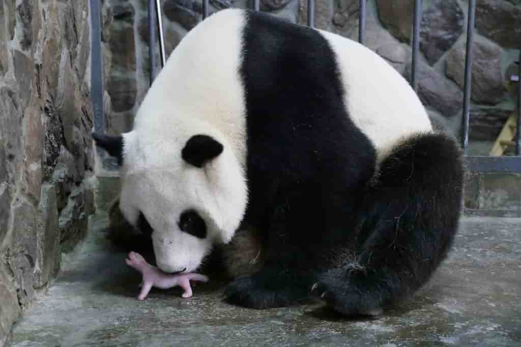 Naissance d'un panda geant en belgique