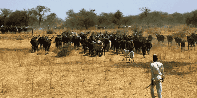 élevage Cameroun pastoralisme
