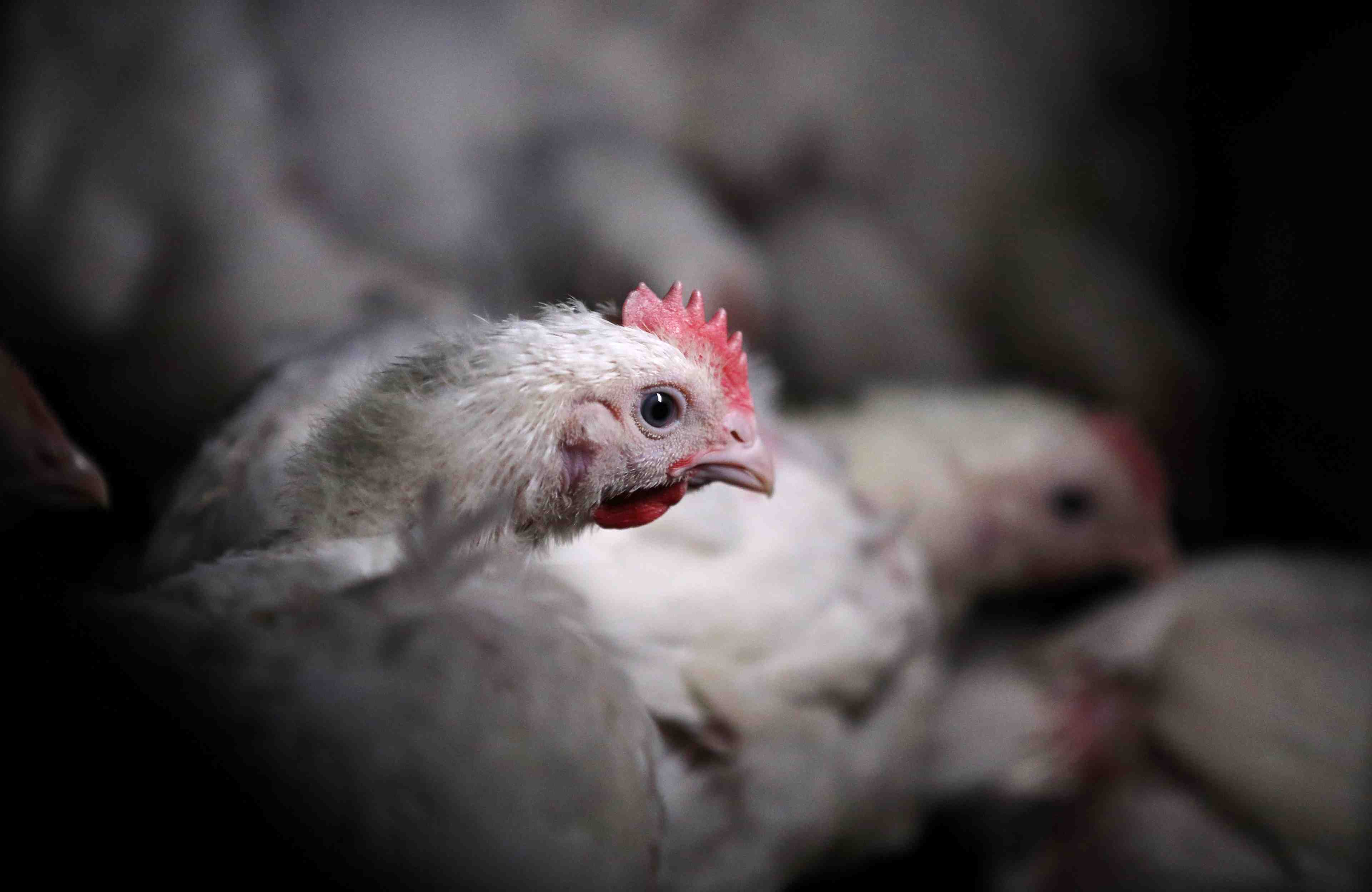 La chine leve le boycott de la volaille americaine
