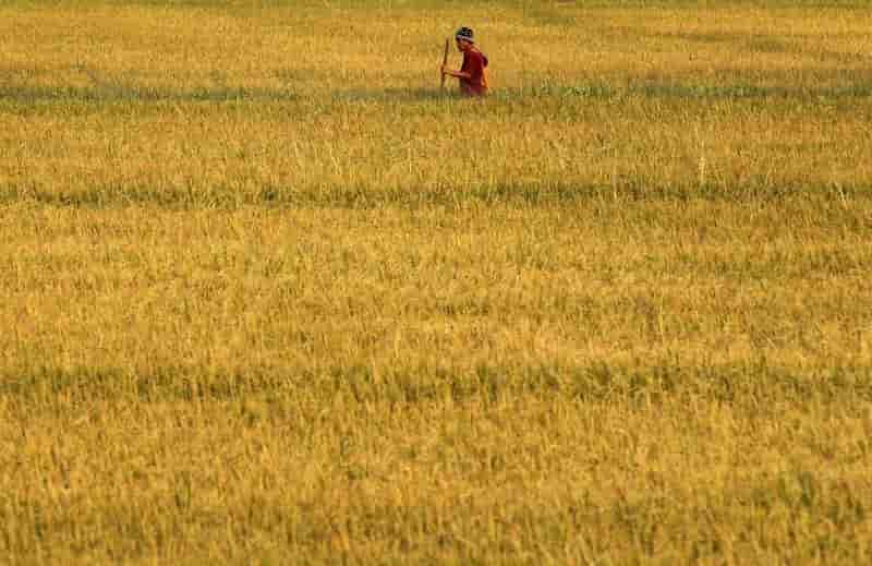 Riz et budget, priorités économiques de la junte thaïlandaise