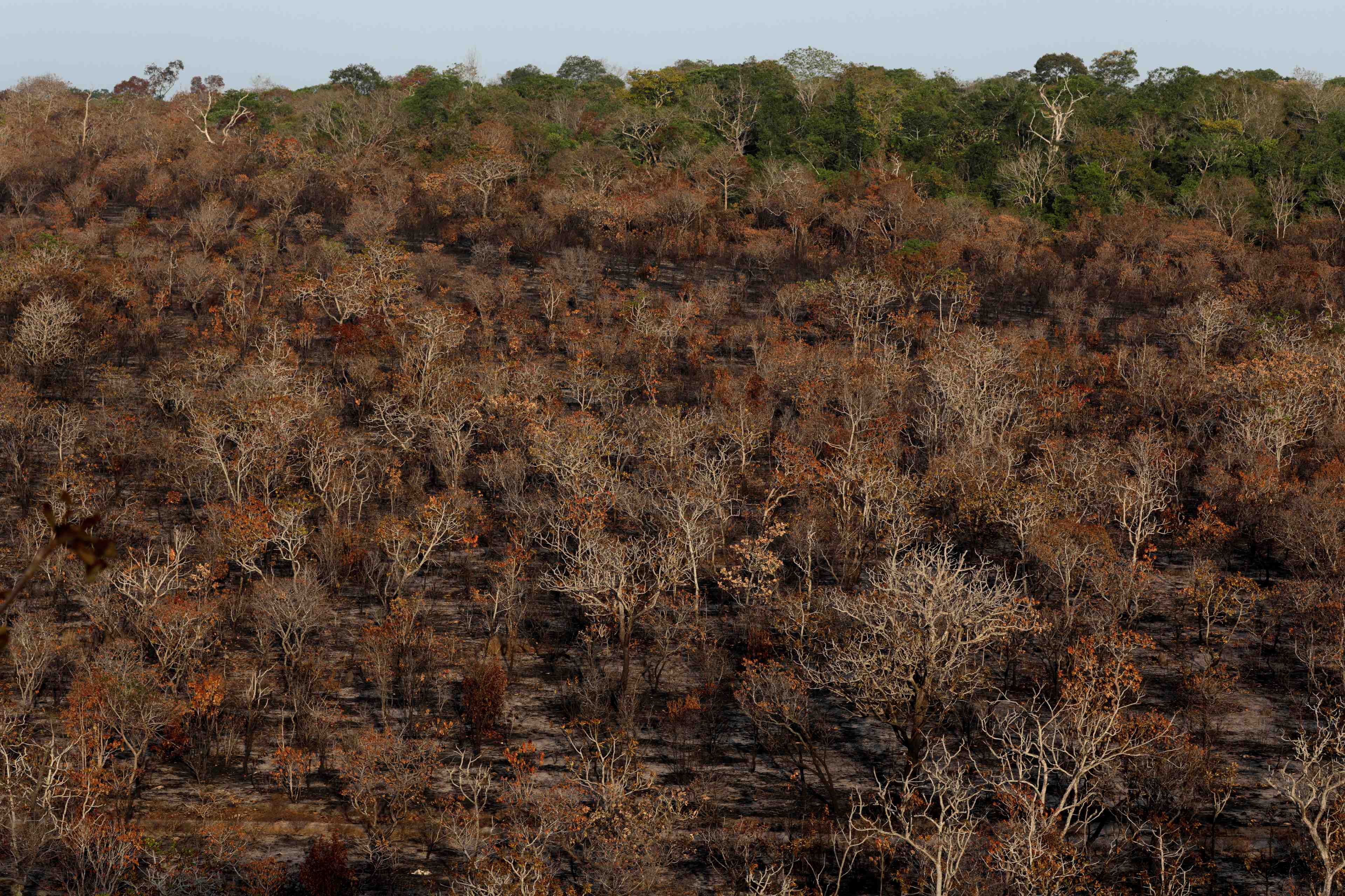 500 millions de dollars debloques pour l'amazonie, selon l'elysee