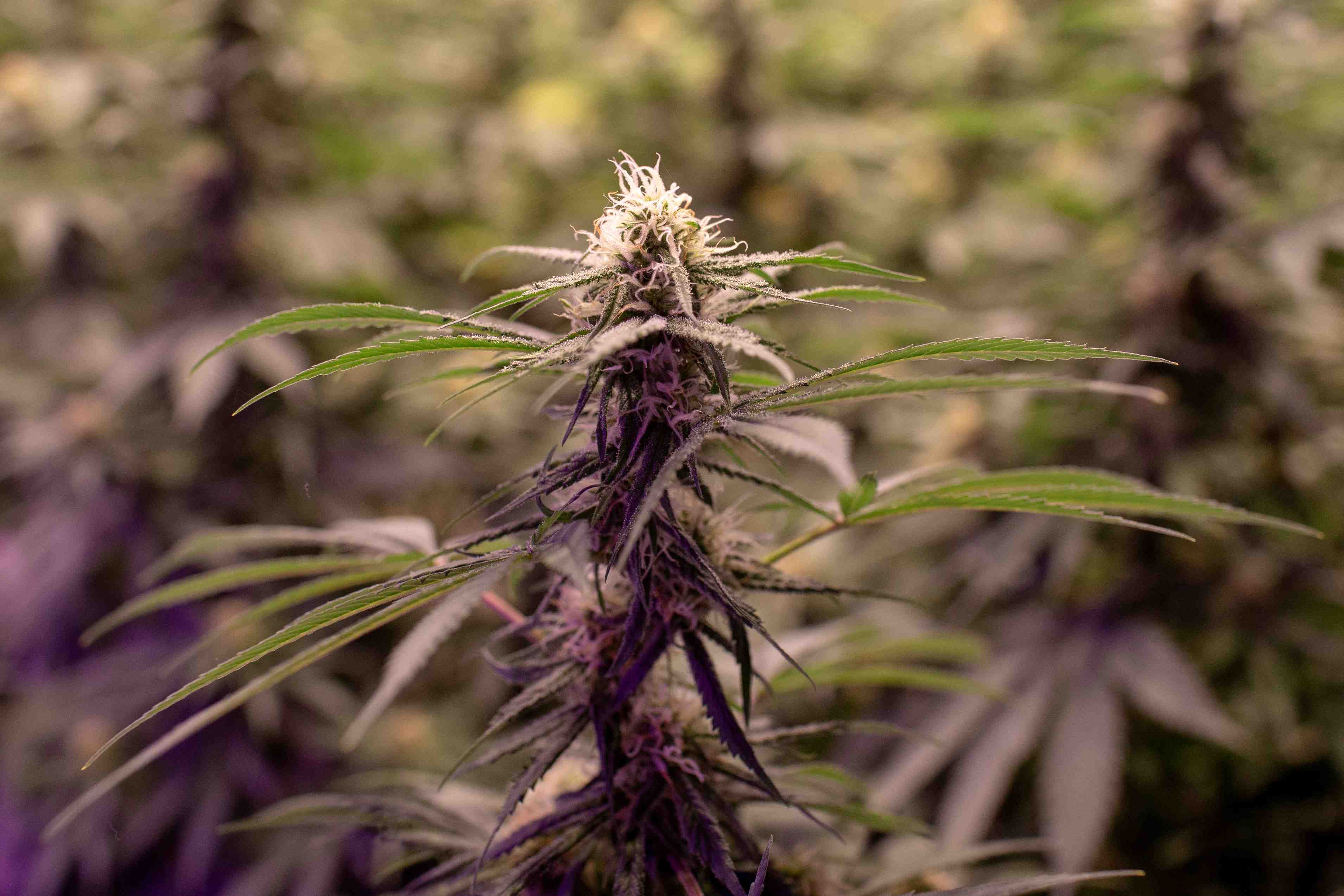 Plus de 7 tonnes de cannabis saisies par les autorites