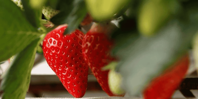 Des pesticides dans pres de trois quarts des fruits, selon un rapport