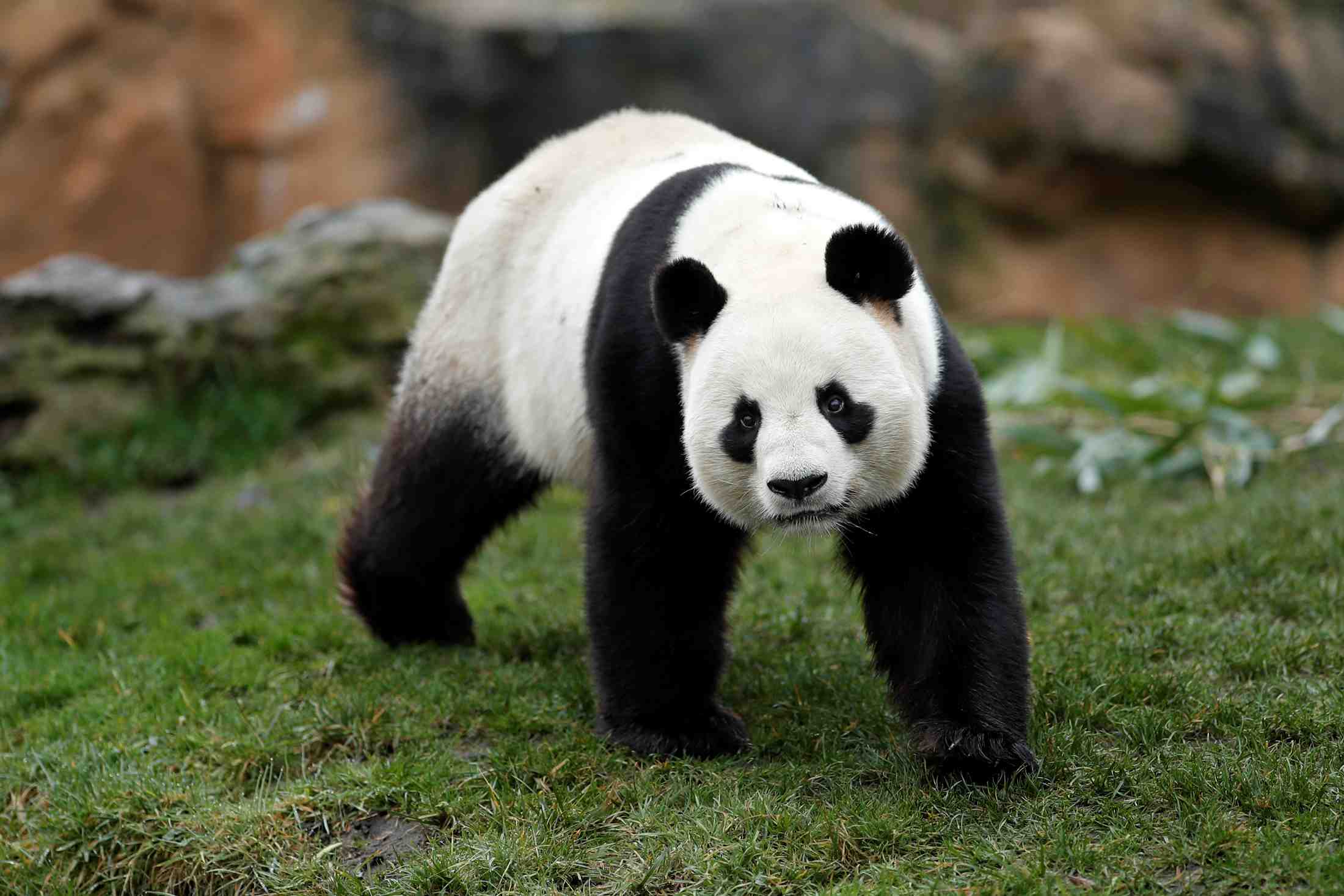 France: naissance de deux pandas geants au zoo de beauval