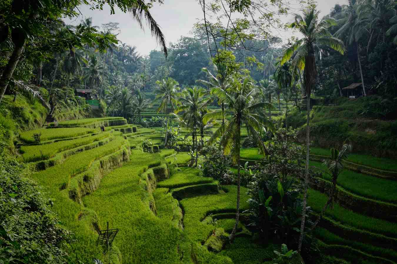 Rice field - Bali