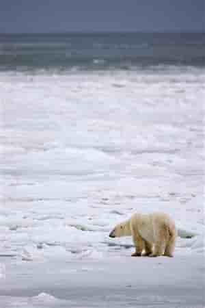 LE RÉCHAUFFEMENT MENACE UN CINQUIÈME DES ESPÈCES ANIMALES ET VÉGÉTALES