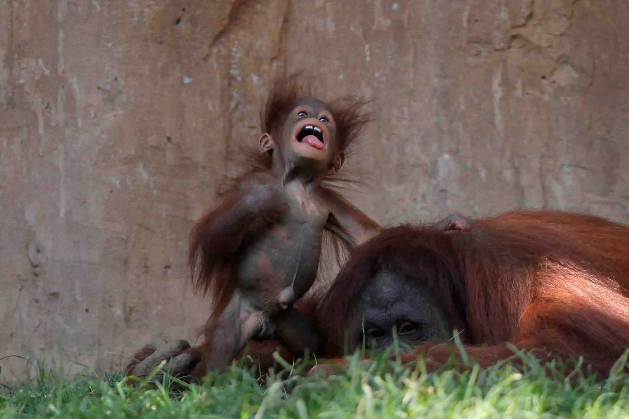 Orang-outan du Bornéo