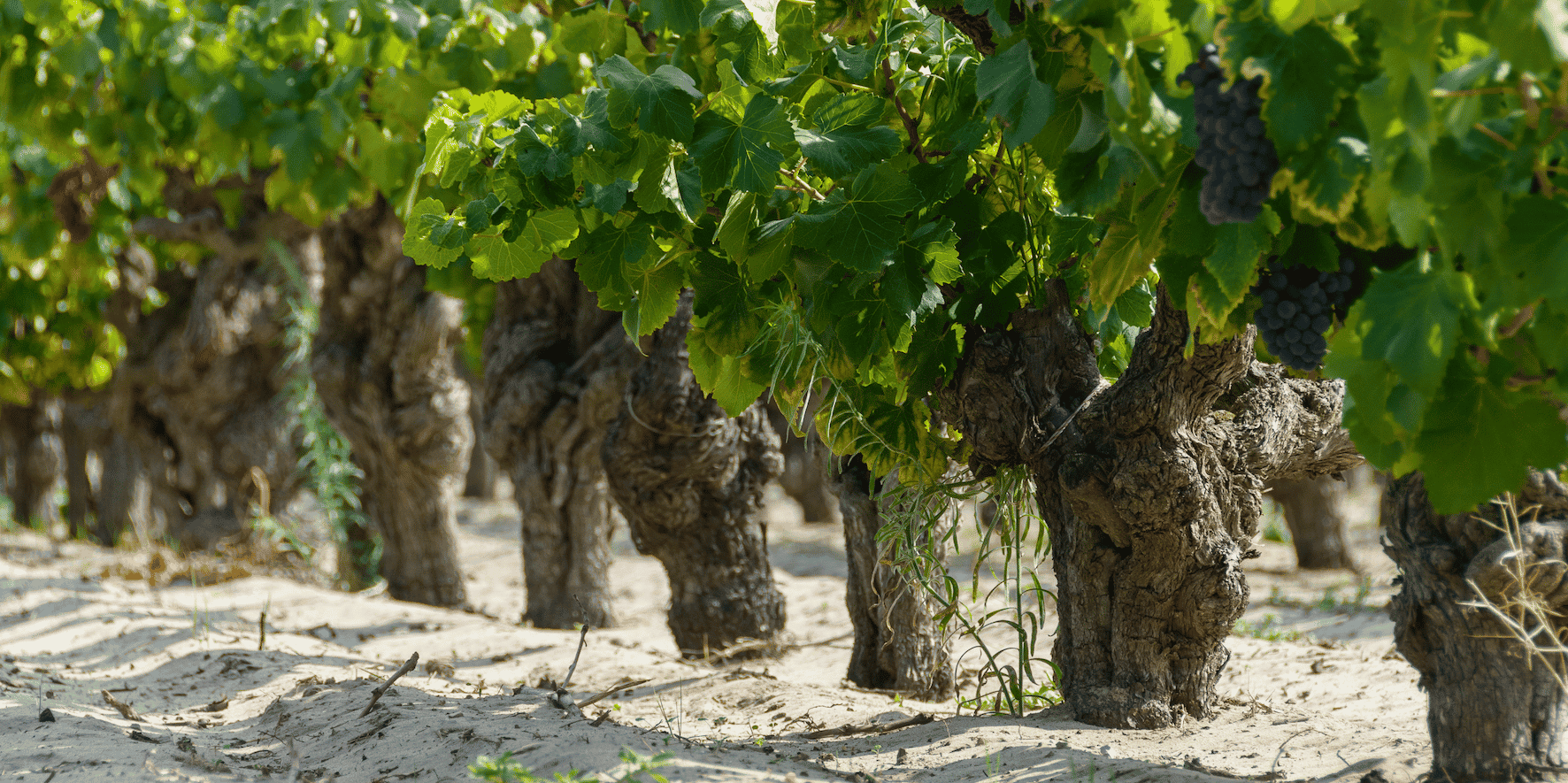 Les vignes du Domaine de Jarras, propriété des Grands Domaines du Littoral.