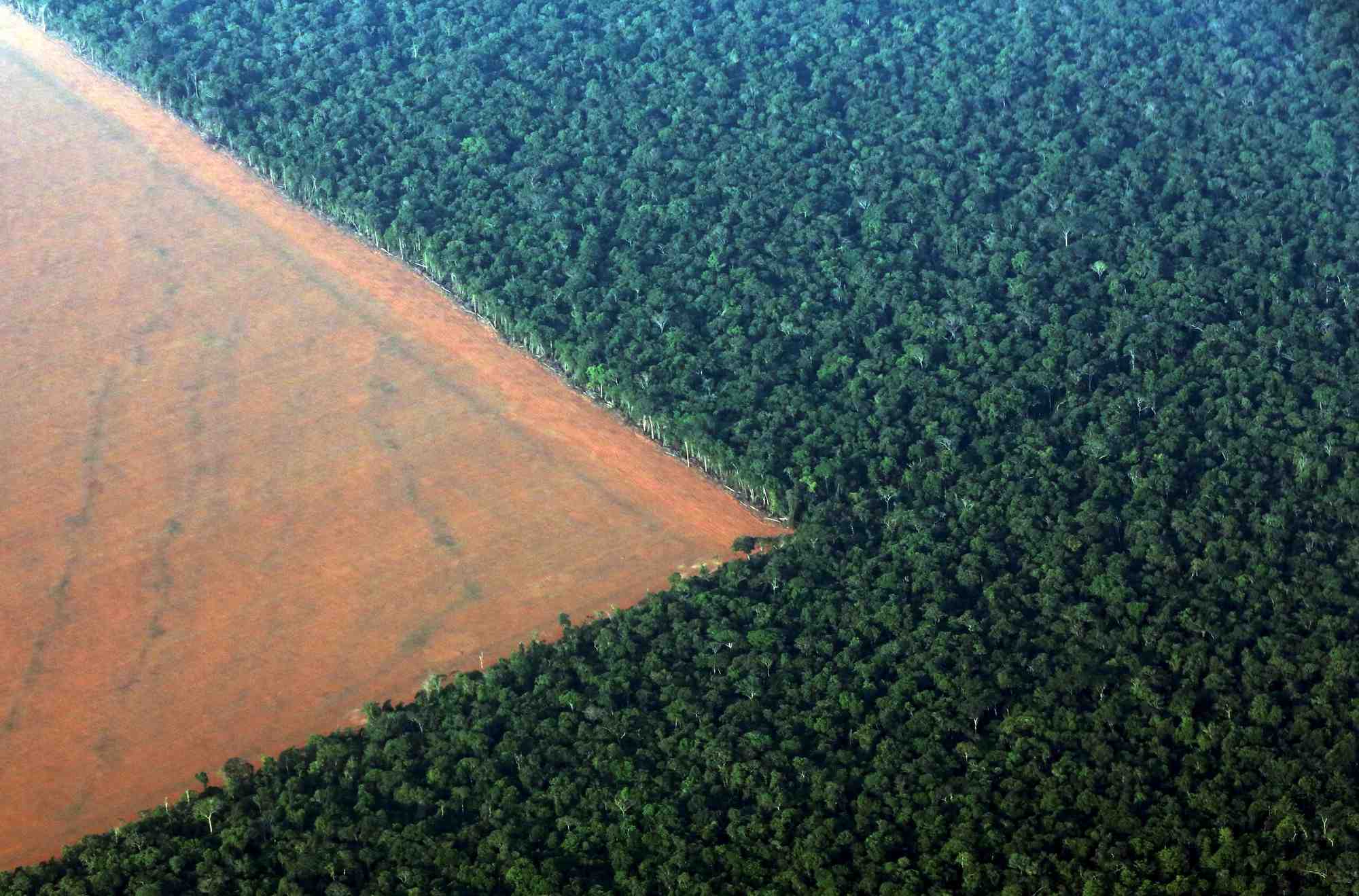 L'agriculture intensive contribue à la déforestation mondiale