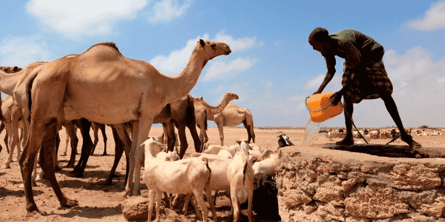 somalie elevage camelin caperin source eau
