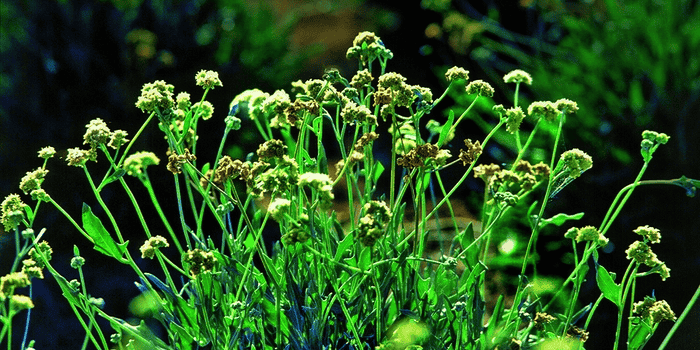 A Montpellier, GuaTecs s’est spécialisée dans la production et la commercialisation de latex à partir de guayule, une plante originaire du Mexique et adaptée au climat méditerranéen, qui peut constituer une alternative intéressante à l’hévéa dans la fabrication de caoutchouc naturel.
