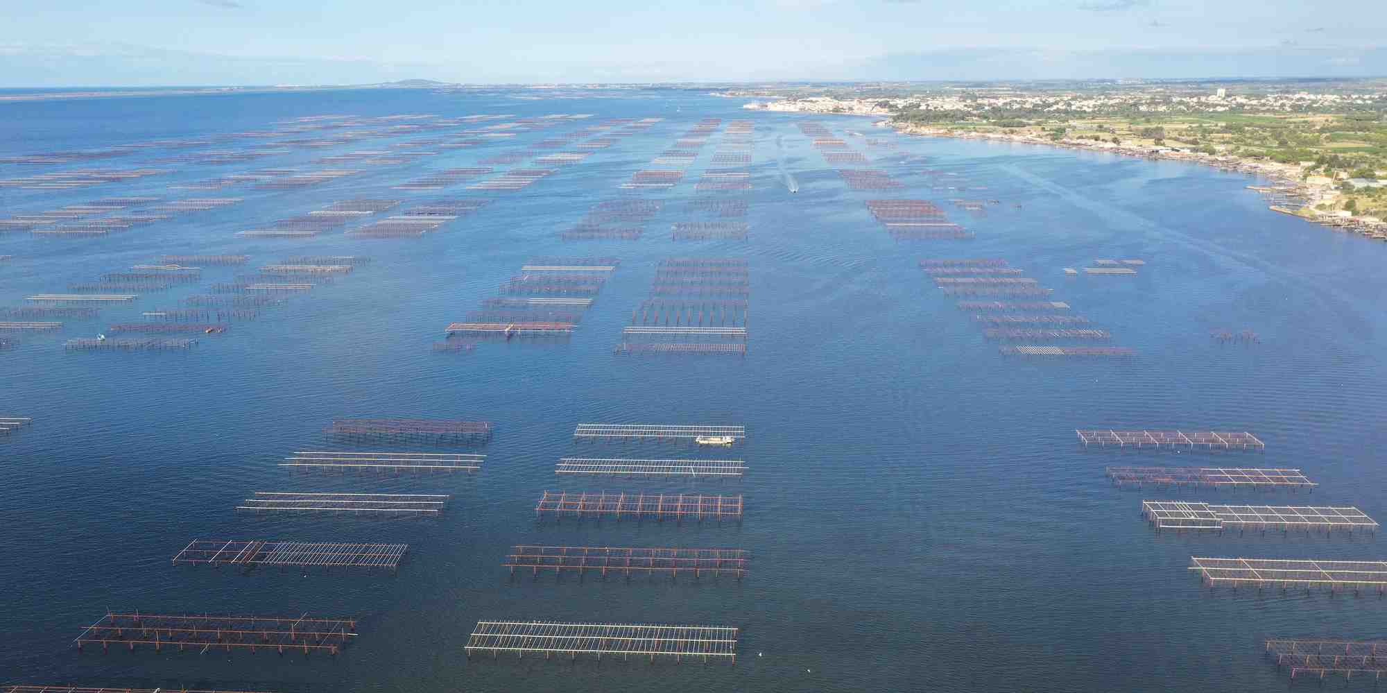 Dans l'Hérault au pied de Sète, l'étang de Thau Thau fournit près de 90 % de la production conchylicole méditerranéenne française et 10 % de la production nationale.